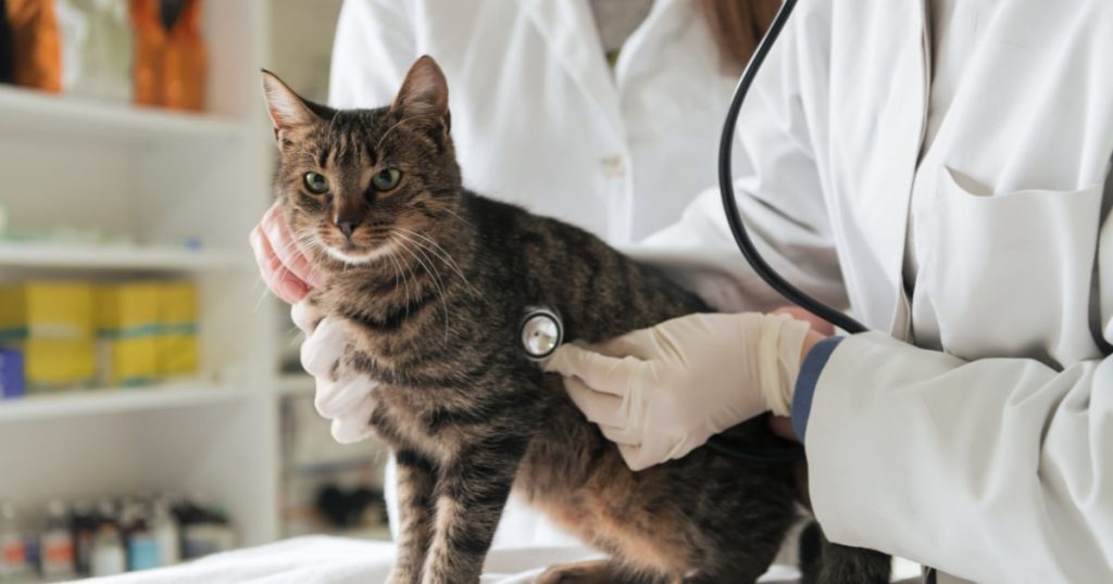 Calicivirosis felina
