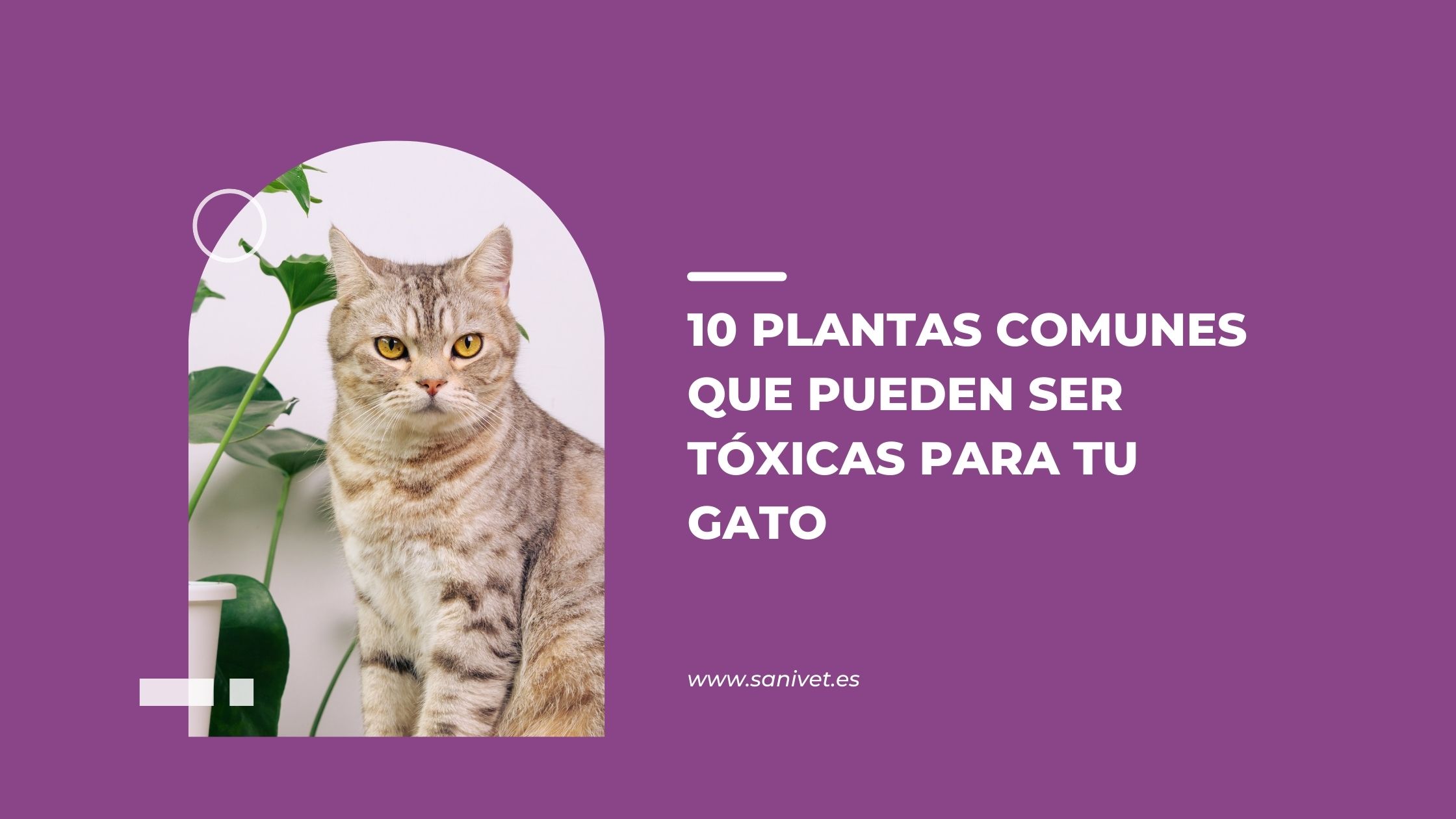 plantas