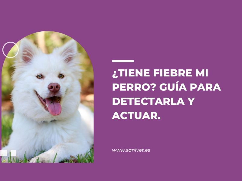 fiebre mi perro