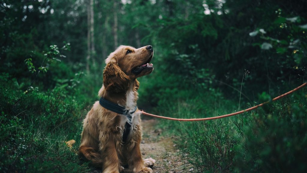 Guía Sanivet para detectar si tiene fiebre mi perro.