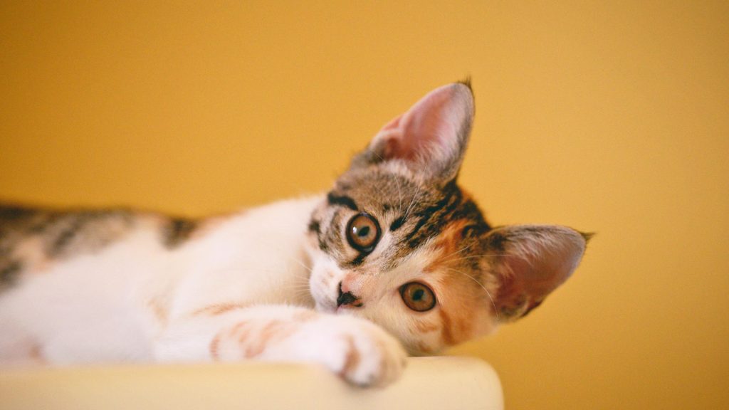 gato con diarrea 