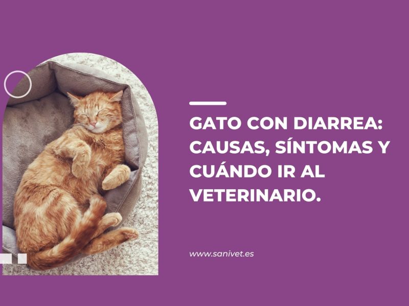 gato con diarrea