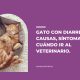 gato con diarrea