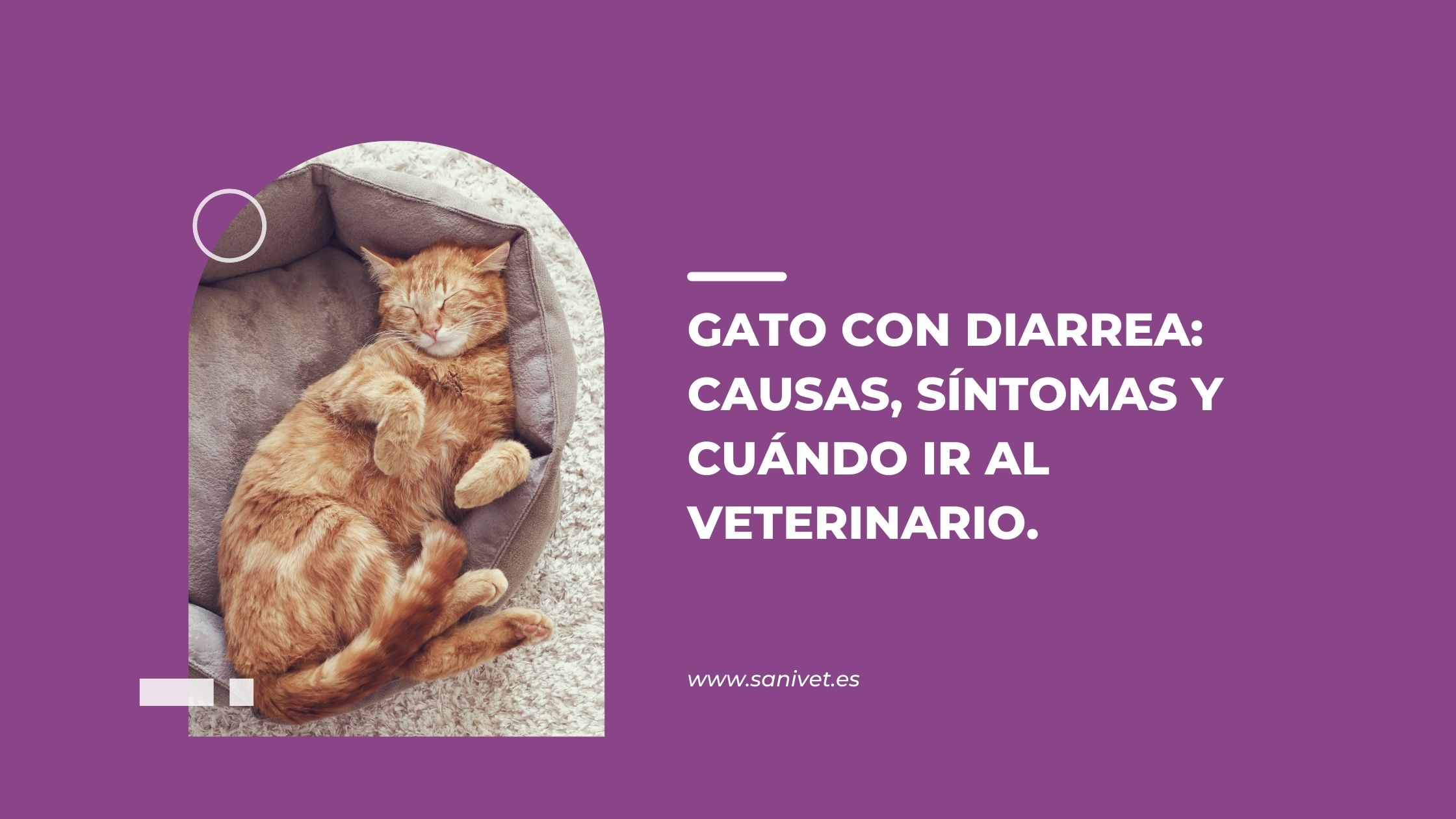 gato con diarrea