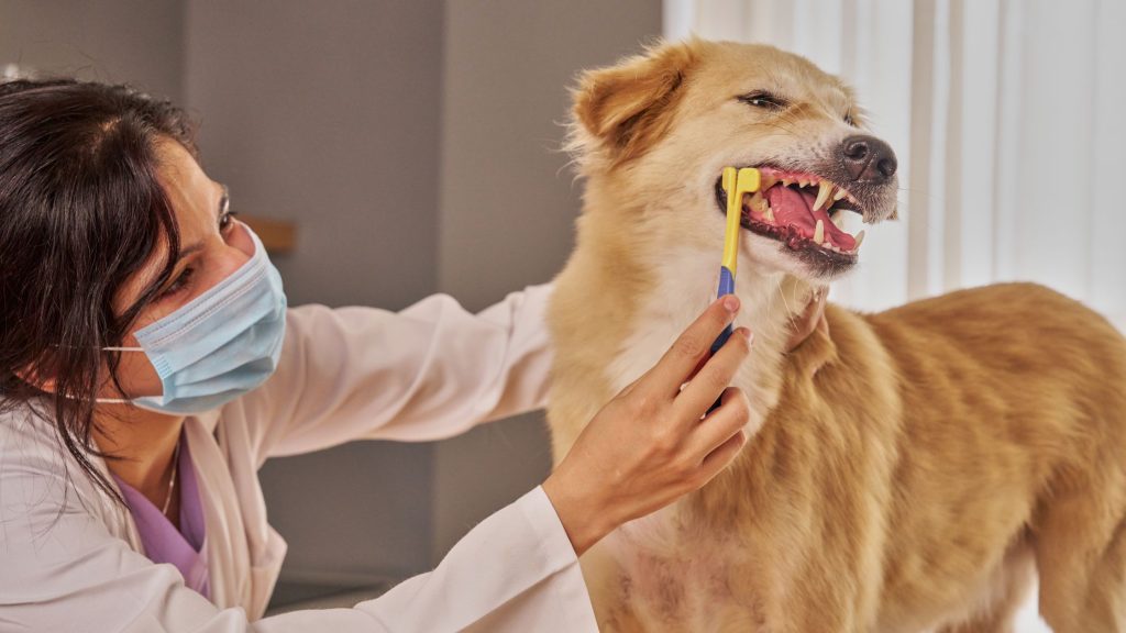 urgencia veterinaria 