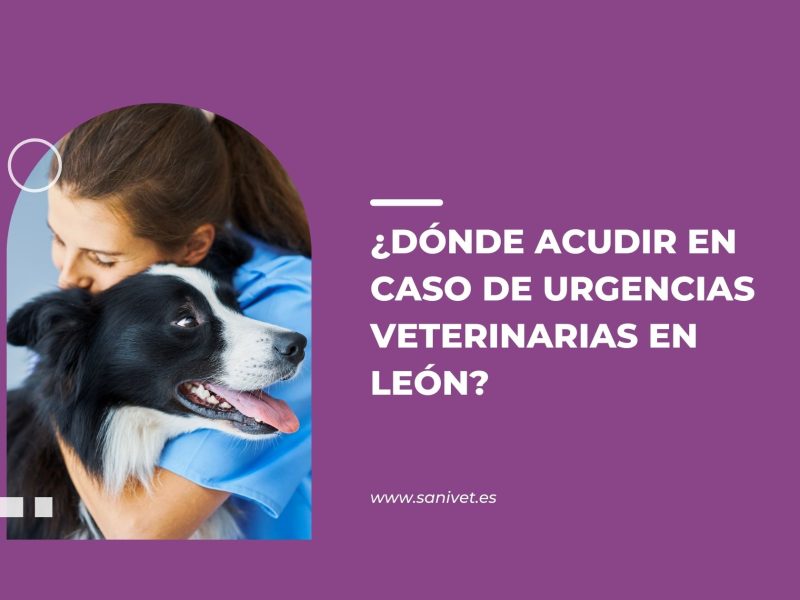 urgencias veterinarias en León