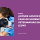 urgencias veterinarias en León