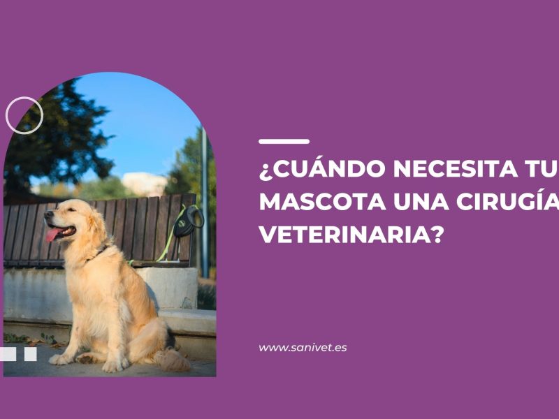 cirugía veterinaria