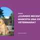 cirugía veterinaria