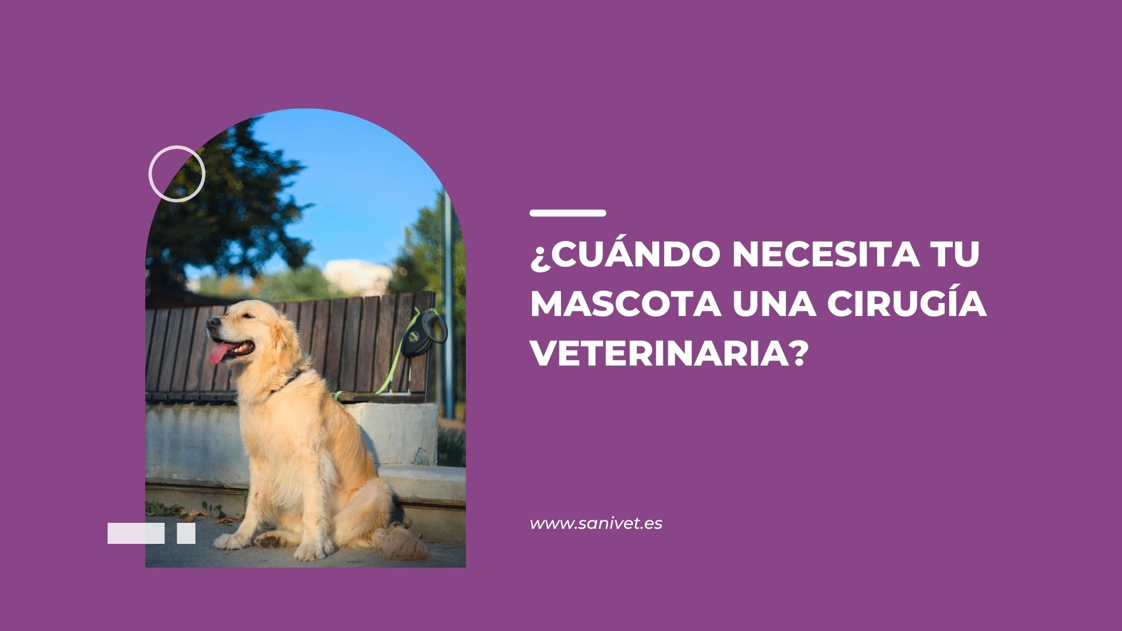 cirugía veterinaria